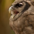 Screeching Owl